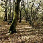 Pantano della Doganella e bosco del cerquone