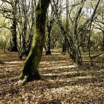 Pantano della Doganella and Cerquone Forest