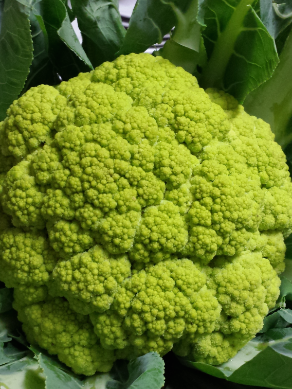 broccolo capoccione di Albano